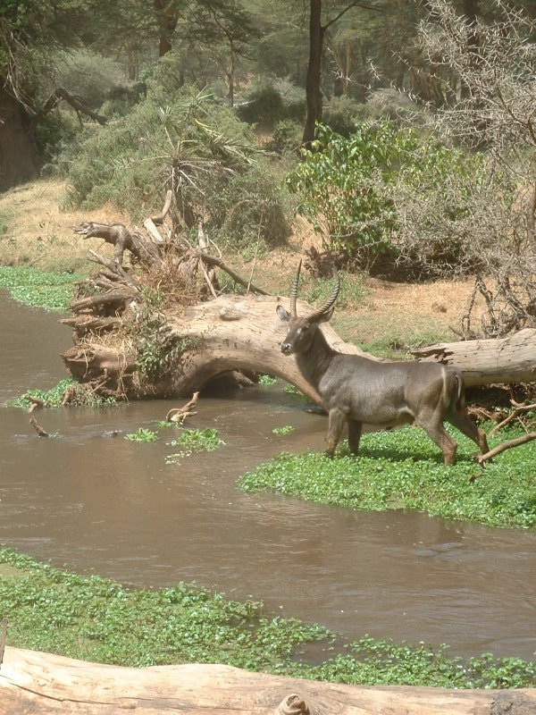 gal/Honeymoon/Amboseli/DSCF0022.JPG