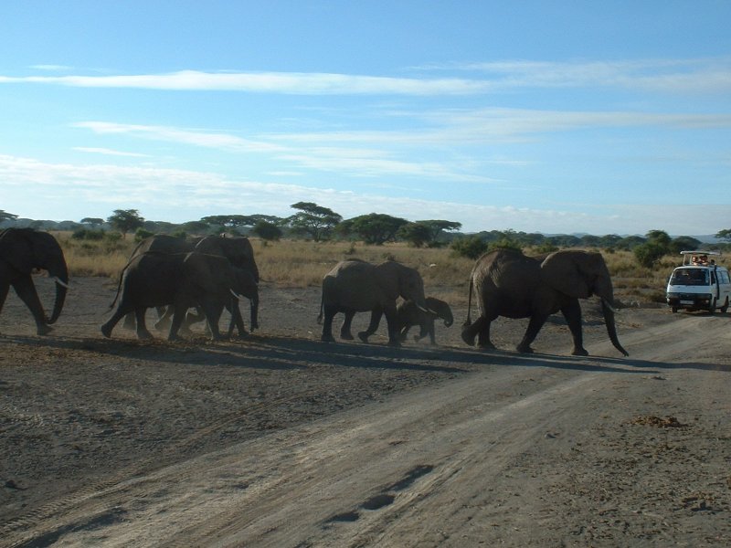 gal/Honeymoon/Amboseli/DSCF0137.JPG