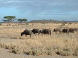 gal/Honeymoon/Amboseli/_thb_DSCF0008.JPG