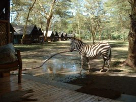 gal/Honeymoon/Amboseli/_thb_DSCF0019.JPG