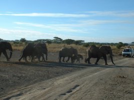 gal/Honeymoon/Amboseli/_thb_DSCF0137.JPG