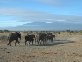 gal/Honeymoon/Amboseli/_thb_DSCF0139.JPG